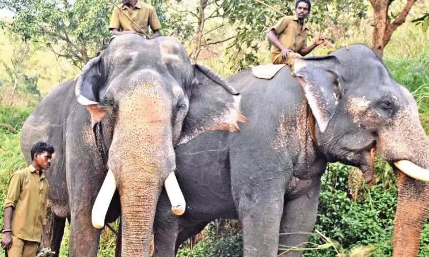 పవనా మజాకానా... ఏపీకి కుంకీ ఏనుగులు !