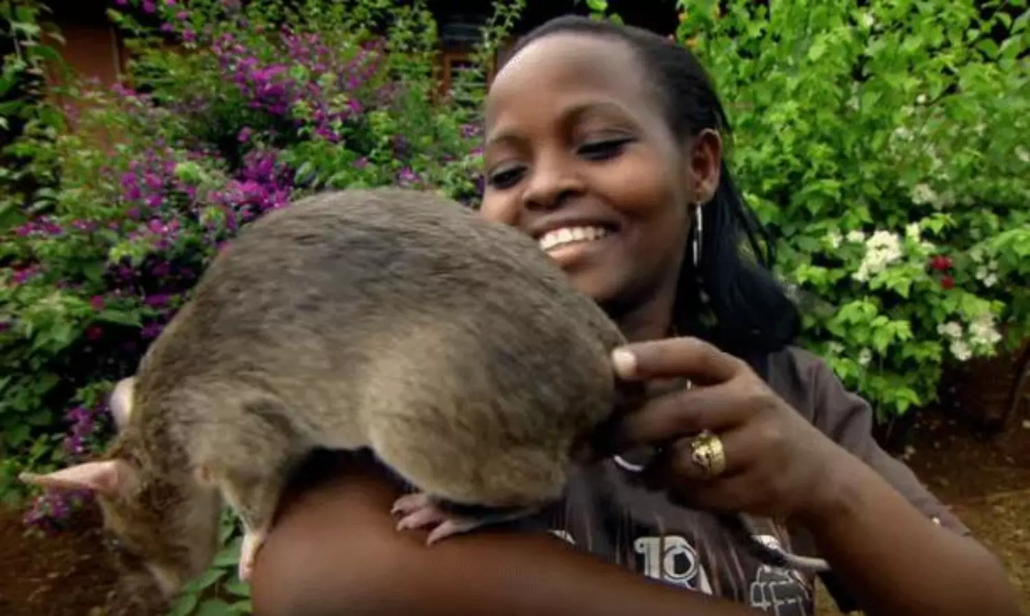 Giant Rat Discovered in Papua New Guinea Leaves Scientists