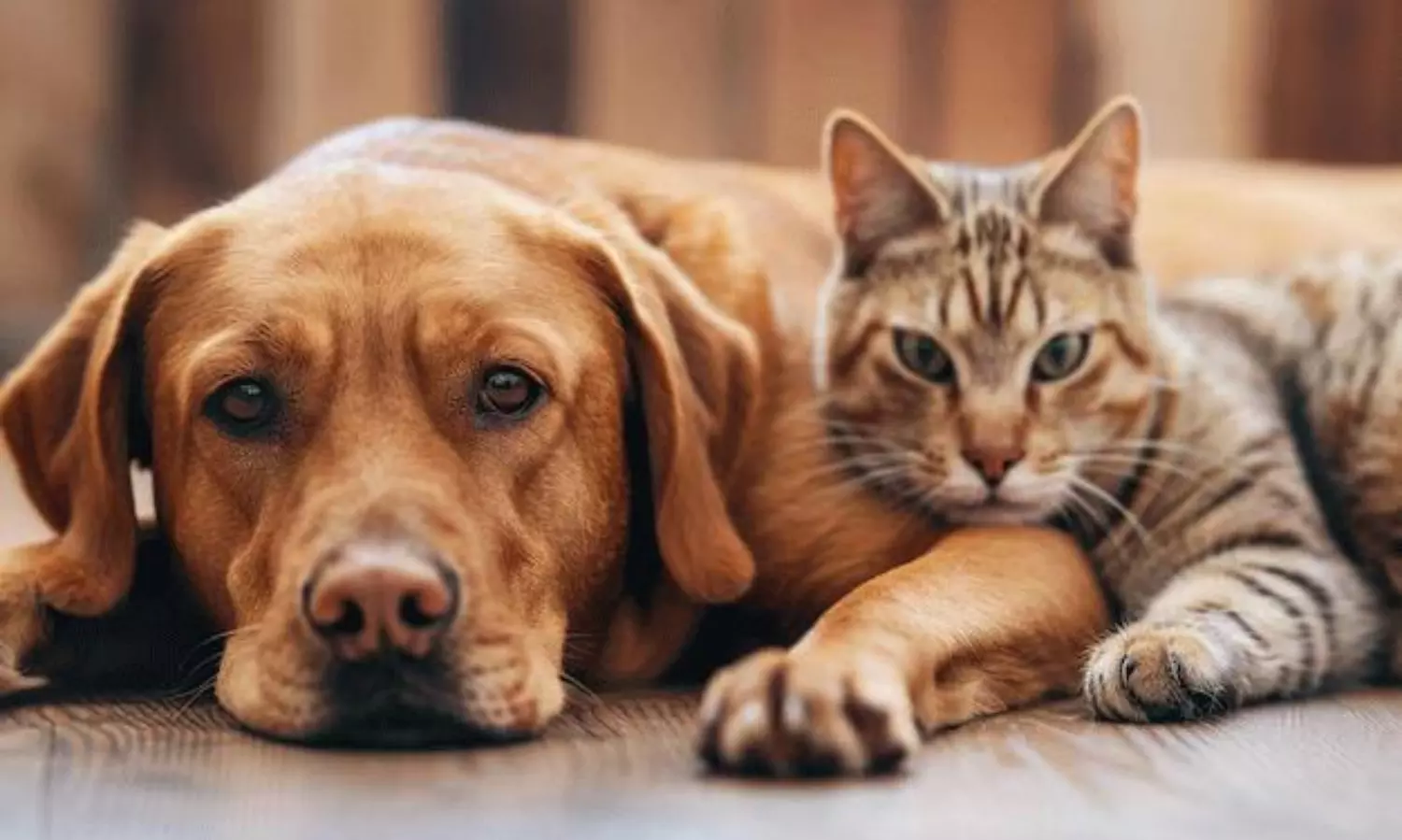 మీ పెంపుడు జంతువుల భాషను ఈజీగా అర్థం చేసుకోండి.. AIతో సరికొత్త టెక్నాలజీ!