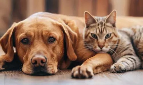 మీ పెంపుడు జంతువుల భాషను ఈజీగా అర్థం చేసుకోండి.. AIతో సరికొత్త టెక్నాలజీ!