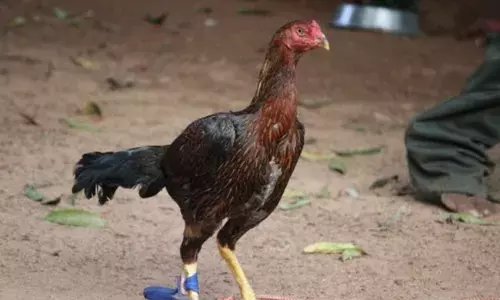 ఈ ఊళ్లో కోడికూత నిషేధం.. కారణం తెలిస్తే అవాక్కే