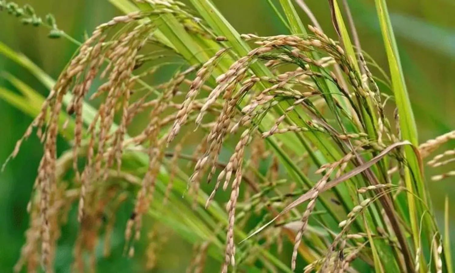 ఆకలిని తీర్చే పెద్దన్నగా తెలంగాణ.. తాజాగా భారీ రికార్డు!