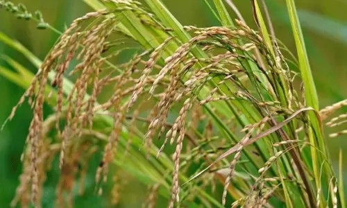 ఆకలిని తీర్చే పెద్దన్నగా తెలంగాణ.. తాజాగా భారీ రికార్డు!