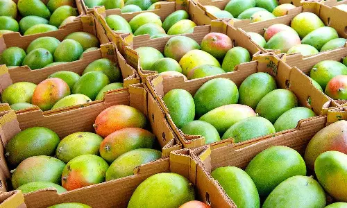 ఇండియా మామిడి పండ్లను అమెరికా రిజెక్టు చేశాక ఏం జరిగింది?