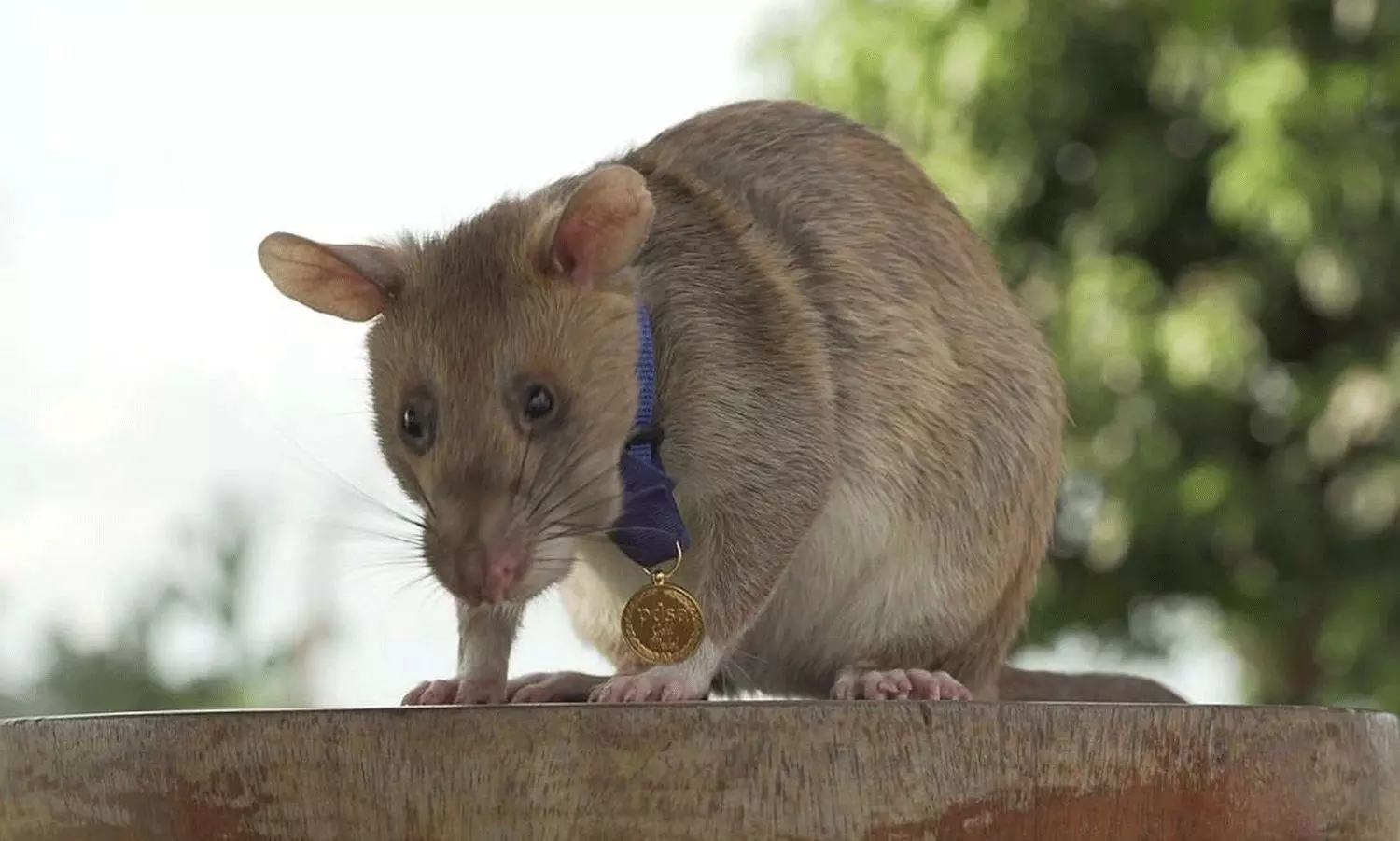 సైన్యం నియమించుకునే ఎలుకలు.. హీరో రాట్స్ గురించి తెలుసా?