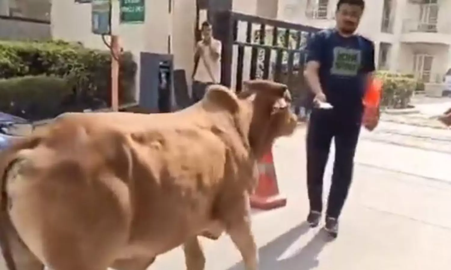 Greater Noida Residents Launch Cow Shelter