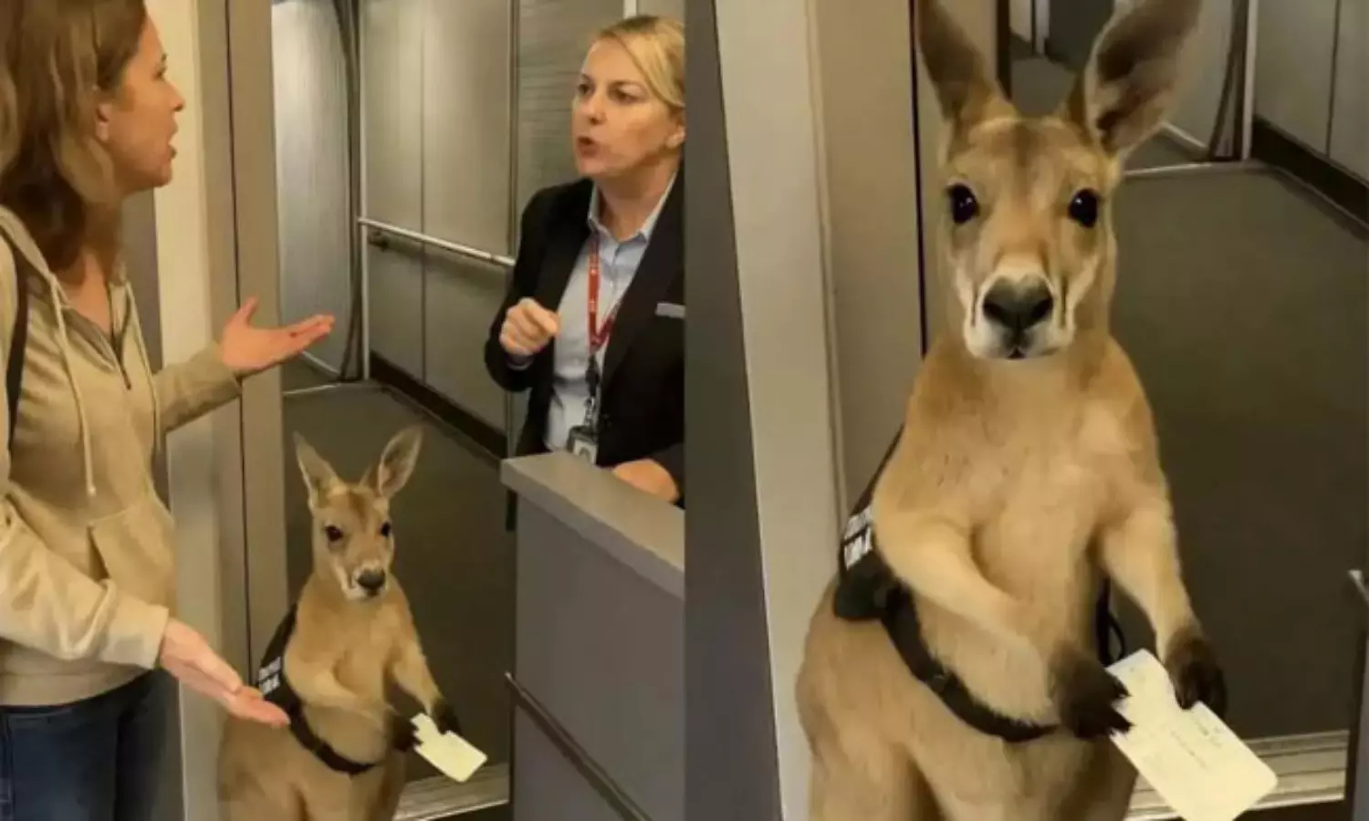 నా సీటెక్కడో చెప్పండి.. బోర్డింగ్ పాసుతో ఫ్లైట్ లోకి కంగారూ.. ప్యాసింజర్ల పరేషాన్