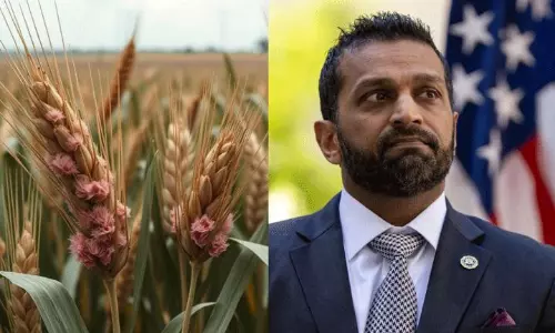 Fusarium Graminearum Threat: China-Linked Fungus Smuggling Sparks US