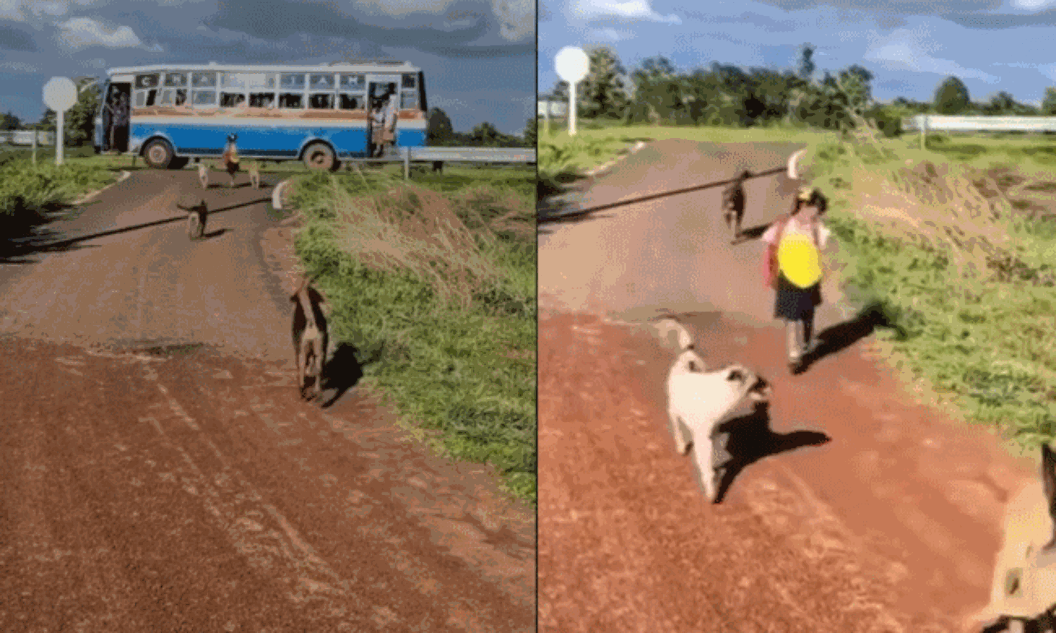 బంగారు తల్లికి Z+ సెక్యూరిటీ – పెంపుడు కుక్కల అపూర్వ రక్షణ!