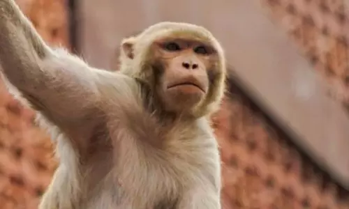 రూ.20 లక్షల విలువైన  నగల పర్సు కొట్టేసిన కోతి.. ఏమి చేసిందంటే..?