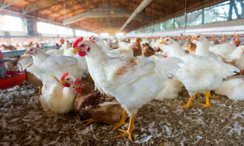 చికెన్ ఉత్పత్తిలో మహారాష్ట్ర ముందు.. తెలుగు రాష్ట్రాలు ఎక్కడ?