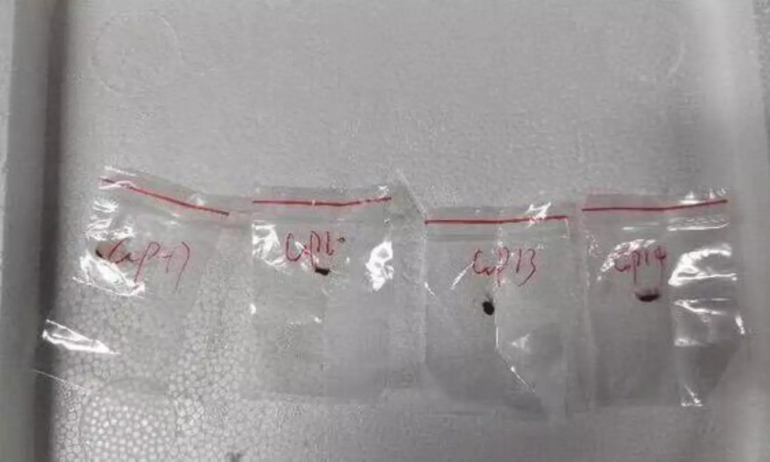 కలకలం : చైనా నుంచి అమెరికాలోకి బయో వెపన్