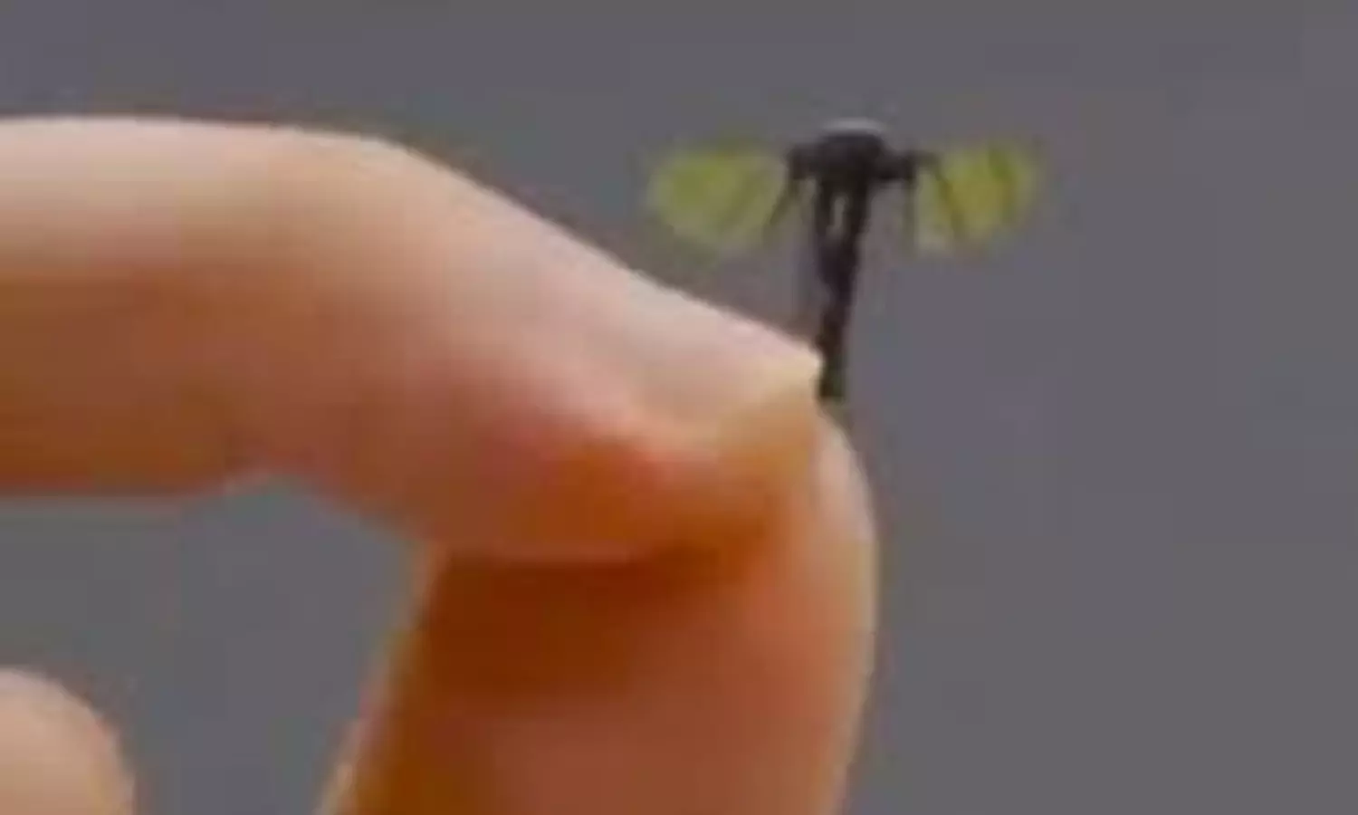 రాజమౌళి ఈగ తరహాలో చైనా దోమ రోబో..  ఇది అంతకు మించి!