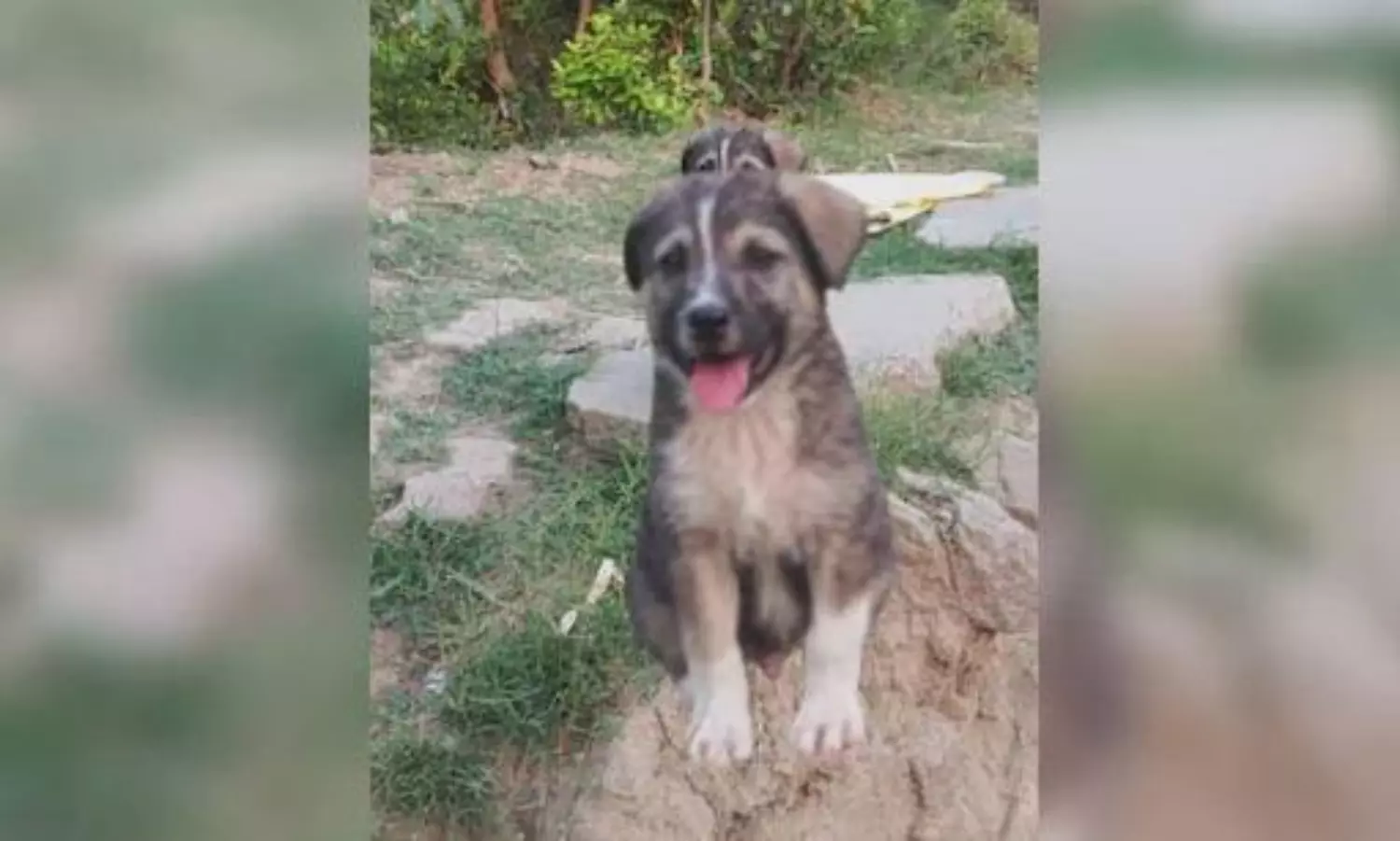 67 మంది ప్రాణాలు కాపాడిన శునకం