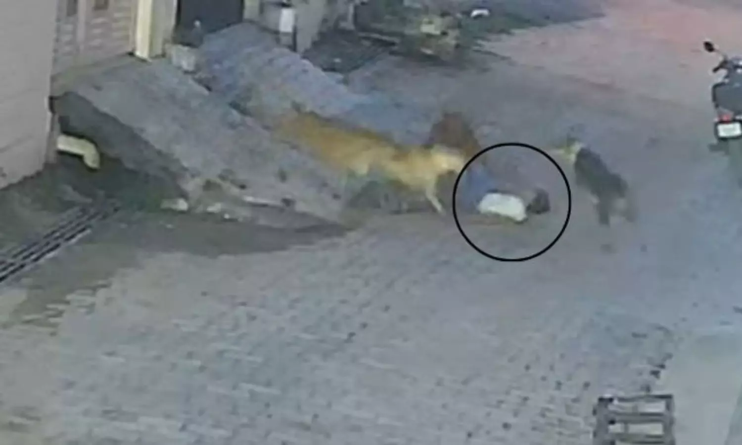 ఐదేళ్ల బాలుడిని ఈడ్చుకెళ్లిన వీధి కుక్కలు.. ఒళ్లు జలదరించే వీడియో! ఐదేళ్ల బాలుడిని ఈడ్చుకెళ్లిన వీధి కుక్కలు.. ఒళ్లు జలదరించే వీడియో!