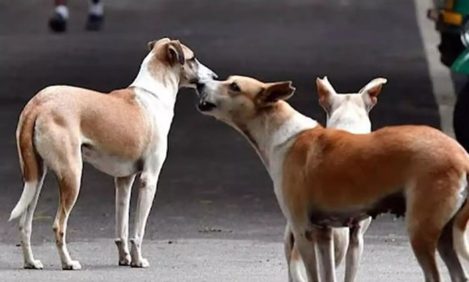 వీధి కుక్కలకు మూడు పూటలా చికెన్ బిర్యానీ.. బెంగళూరులో వినూత్న ప్రయత్నం