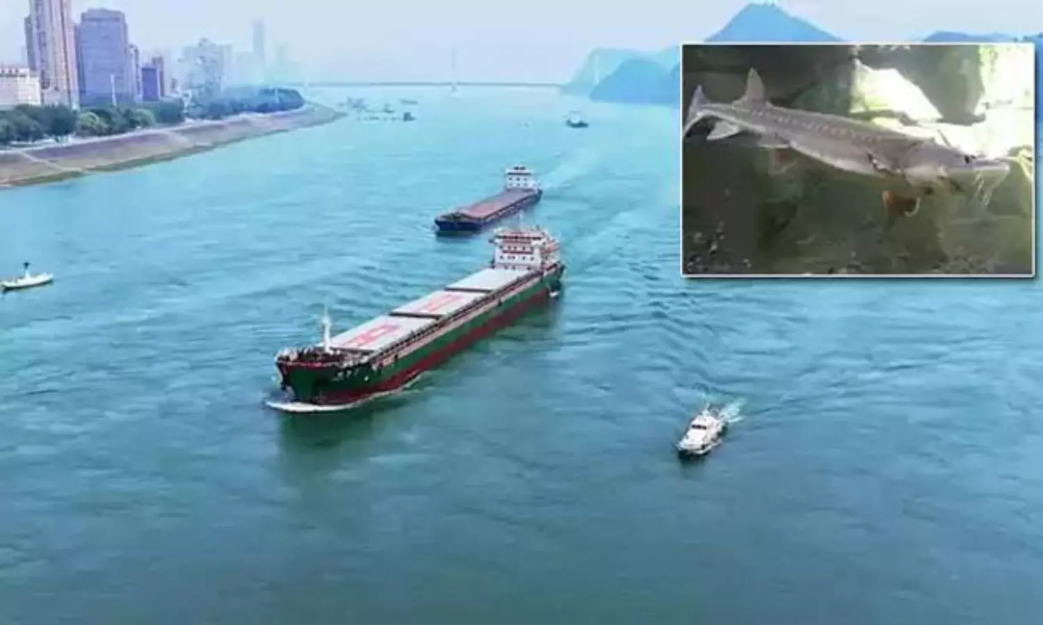 ఆ ఒక్క చేప కోసం 300 డ్యామ్‌లు కూల్చేసిన చైనా..