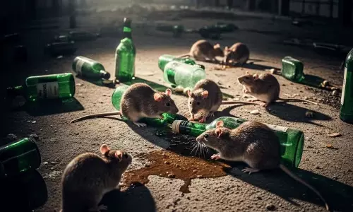 ఎలుకల దందా.. 800 మద్యం బాటిళ్లు గల్లంతు కథ..!