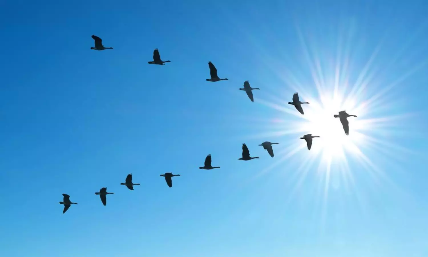 పక్షులు ఎప్పుడూ వీ ఆకారంలో ఎందుకు ఎగురుతాయి? పక్షులు ఎప్పుడూ వీ ఆకారంలో ఎందుకు ఎగురుతాయి?