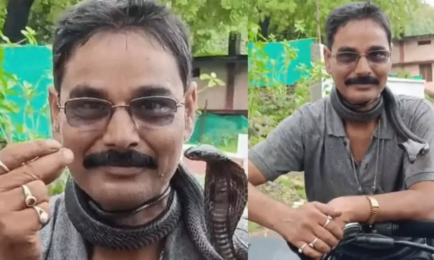 పామును పట్టి మెడలో వేసుకుని తిరిగితే... షాకింగ్  వీడియో!