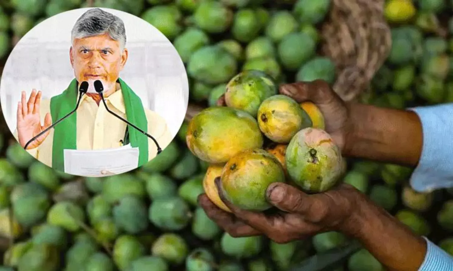 మామిడి రైతులకు చంద్రబాబు శుభవార్త.. కీలక ఉత్తర్వులు విడుదల! మామిడి రైతులకు చంద్రబాబు శుభవార్త.. కీలక ఉత్తర్వులు విడుదల!