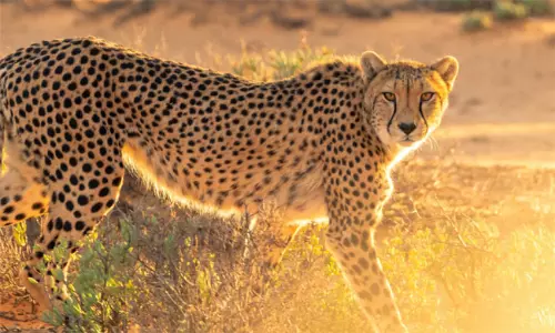 చిరుత కంటే మూడు రెట్ల వేగం దీని సొంతం... అదేమిటో తెలుసా?