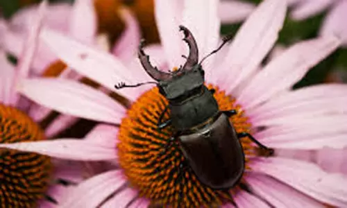 మనిషిని లక్షాధికారిని  చేసే కీటకం... దీని గురించి తెలుసా?