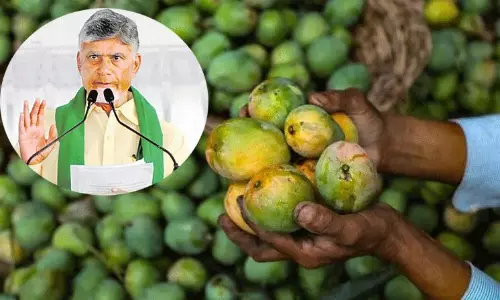 మామిడి రైతులకు చంద్రబాబు శుభవార్త.. కీలక ఉత్తర్వులు విడుదల!
