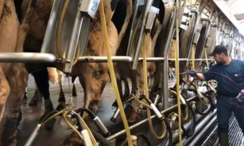 పాలలో మాంసకృత్తులు.. పాలే మాంసం.. అమెరికాతో నాన్ వెజ్ మిల్క్ లొల్లి!