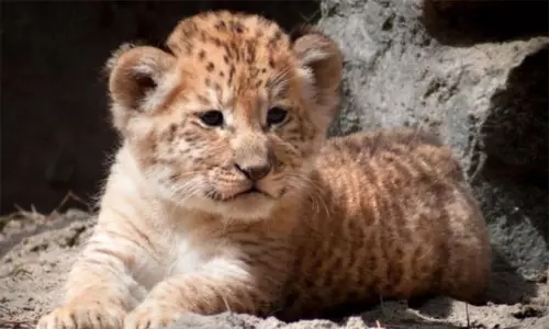 ప్రపంచంలో 21వ లైగర్  గొలియత్ ను చూశారా?