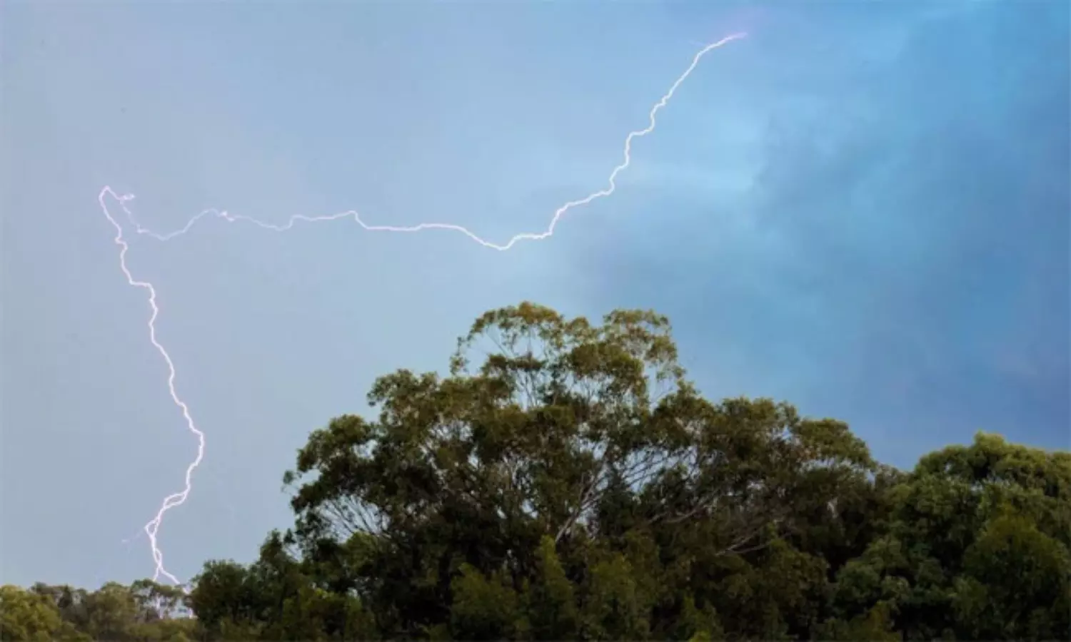 ఏటా పిడుగుపాటుతో ఎన్ని కోట్ల చెట్లు చనిపోతాయో తెలుసా?