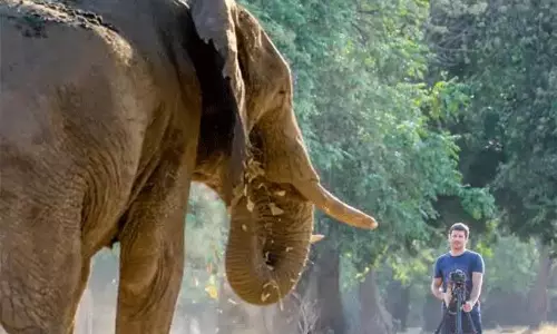 ఏనుగు ఆగ్రహించింది.. ఈ సీఈవో ప్రాణాలు తీసింది