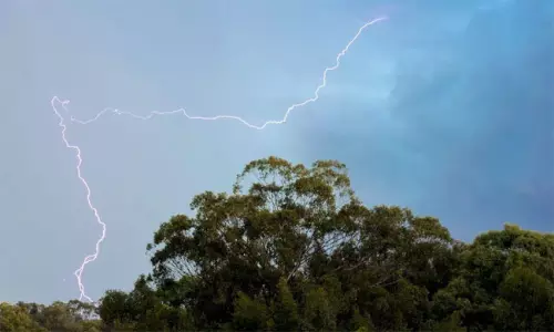 ఏటా పిడుగుపాటుతో ఎన్ని కోట్ల చెట్లు చనిపోతాయో తెలుసా?