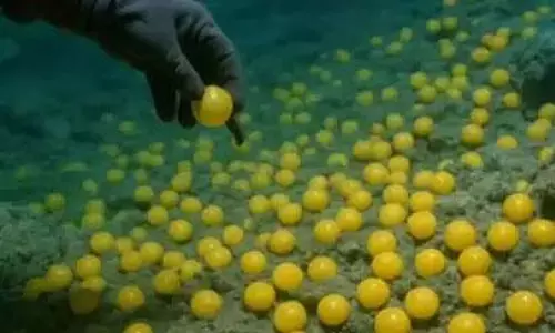 సముద్రంలో అగ్ని పర్వత్వంను ఆనుకొని బంగారు గుడ్లు.. ఆశ్చర్యపోయిన శాస్త్రవేత్తలు..