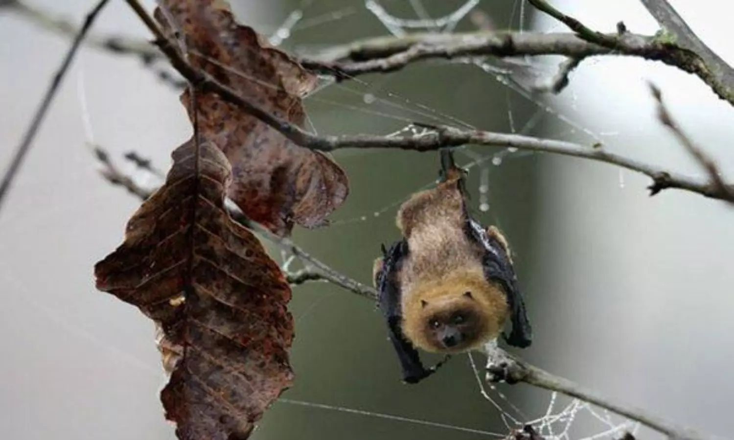 షాకింగ్  ఇష్యూ... గబ్బిలాలతో స్పెషల్  చికెన్  ఐటమ్స్!