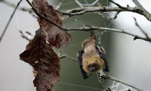 షాకింగ్  ఇష్యూ... గబ్బిలాలతో స్పెషల్  చికెన్  ఐటమ్స్!
