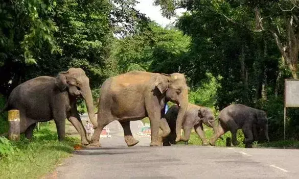 తిరుమలలో తప్పిన పెను ప్రమాదం.. ఏనుగుల గుంపు నుంచి తప్పించుకున్న భక్తులు