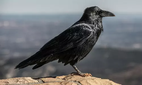 ‘కావ్.. కావ్..’ వెనుక వాటి మస్తిష్కంలో నిక్షిప్తమైన భావోద్వేగాలు ఎన్నో తెలుసా?