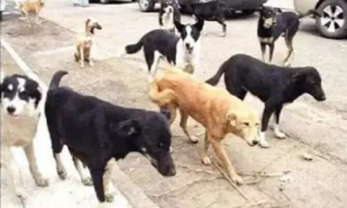 సుప్రీం ఎఫెక్ట్‌:  కుక్క‌ల కోసం 15 వేల కోట్ల ఖ‌ర్చు!