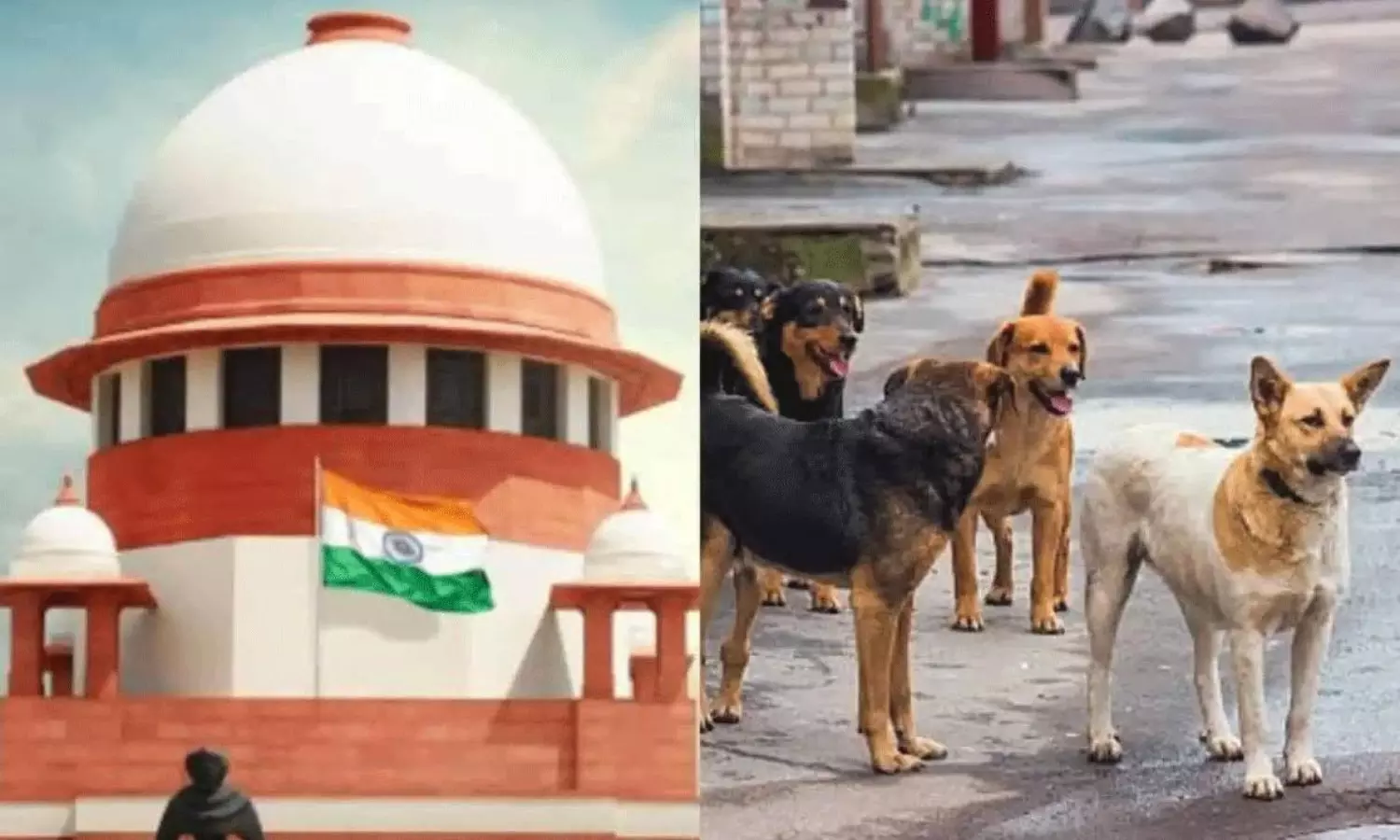 వీధి కుక్కల తీర్పు : సెలబ్రెటీల కన్నీళ్లు.. సుప్రీంకోర్టు చీఫ్ జస్టిస్ నే కదిలించింది వీధి కుక్కల తీర్పు : సెలబ్రెటీల కన్నీళ్లు.. సుప్రీంకోర్టు చీఫ్ జస్టిస్ నే కదిలించింది