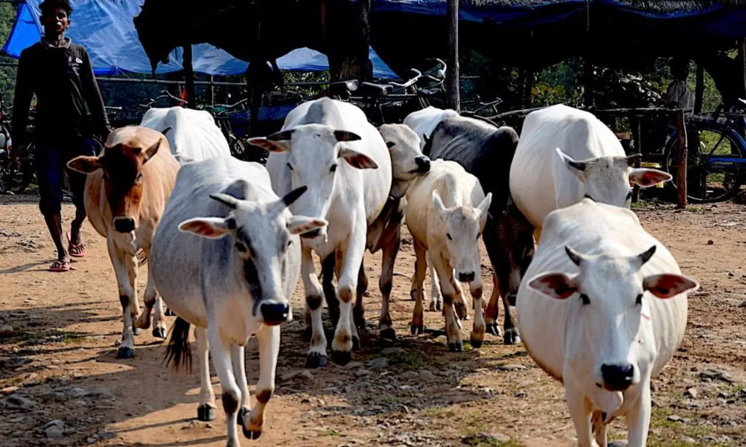 పశువులకూ వారాంతపు సెలవులు.. పశువులకూ వారాంతపు సెలవులు..