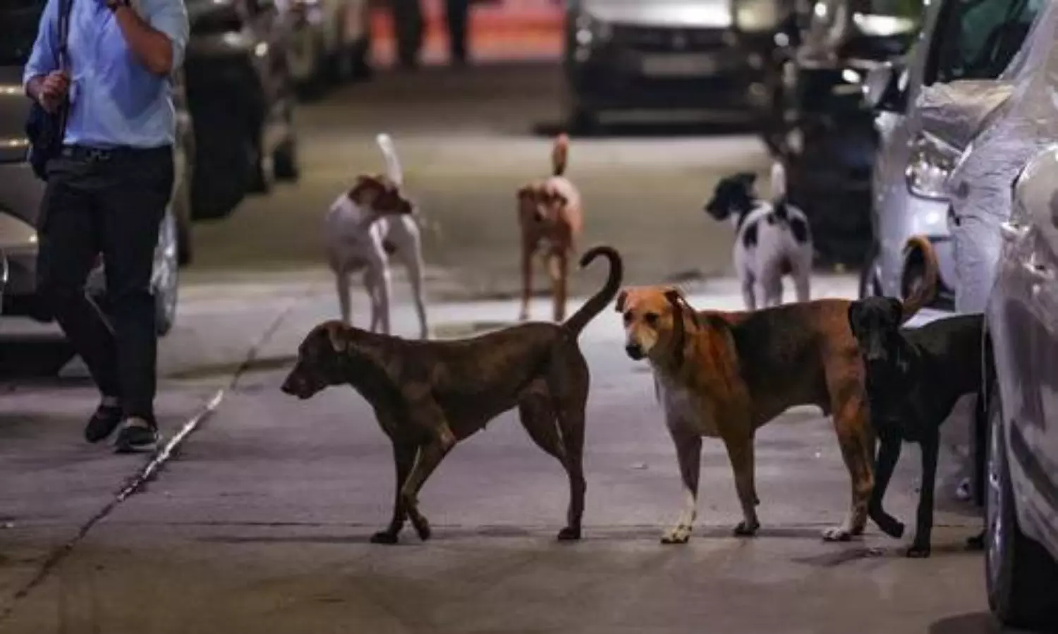 ‘వీధి కుక్కల దత్తత’.. వినూత్న కార్యక్రమానికి తెరతీసిన జీహెచ్ఎంసీ..