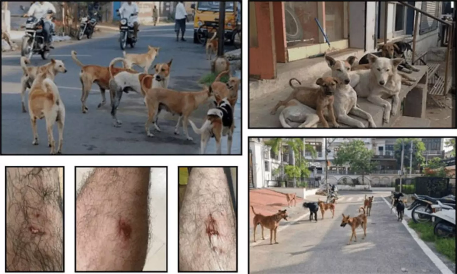 వీధి కుక్కలు లేకపోతే ఎలుకలు పెరుగుతాయా? నిజానిజాలివీ వీధి కుక్కలు లేకపోతే ఎలుకలు పెరుగుతాయా? నిజానిజాలివీ