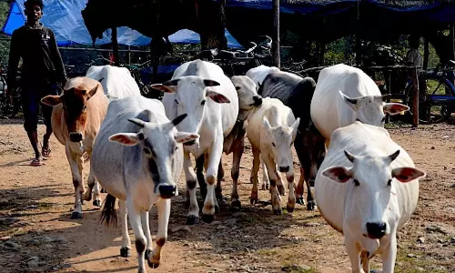 పశువులకూ వారాంతపు సెలవులు..