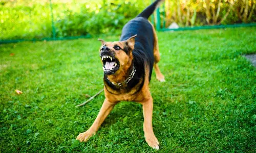 కుక్క కాటుకు ఏటా బలవుతున్నవారు ఎంతమందో తెలుసా?