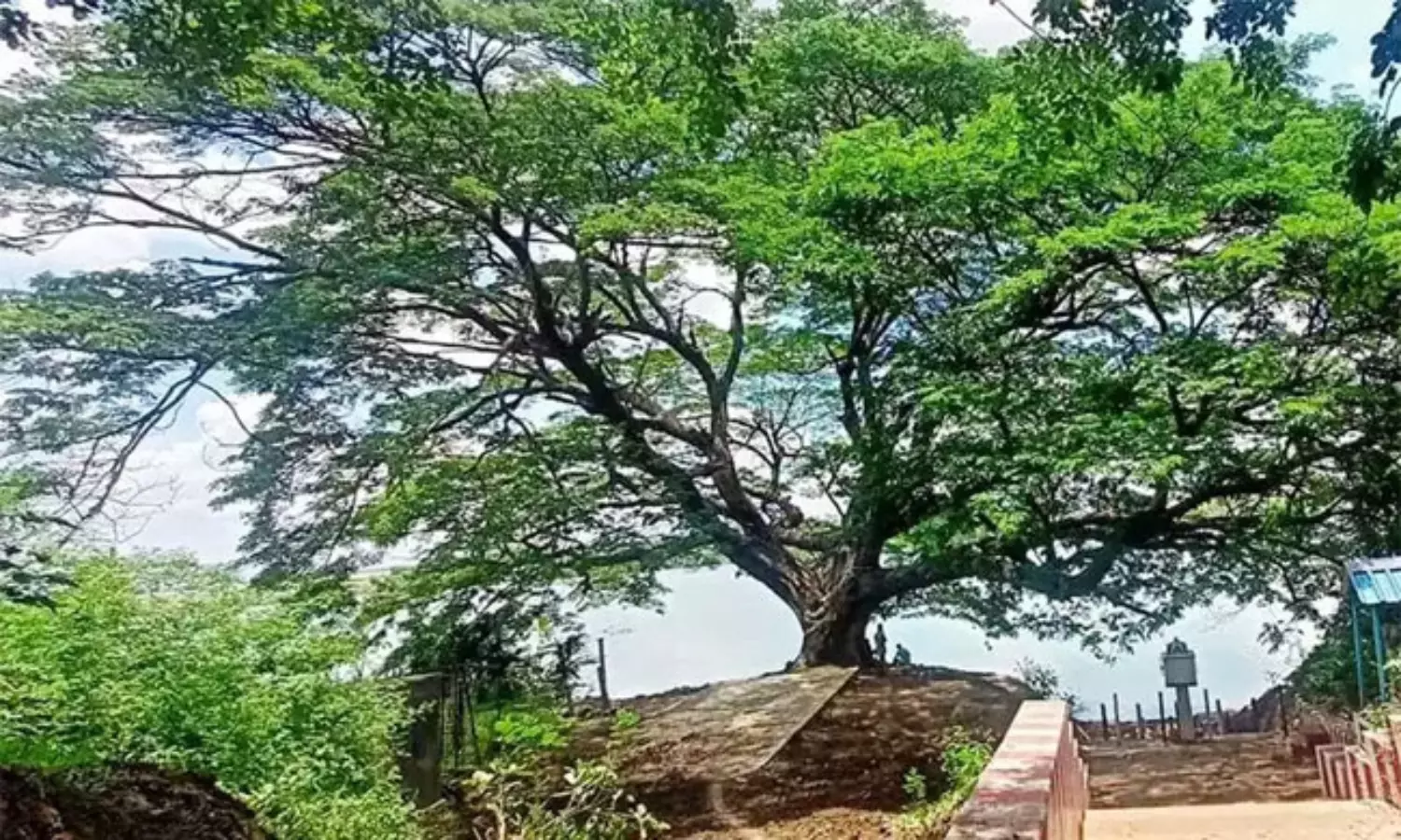 కూలిన సినిమా చెట్టు తిరిగి పచ్చగా.. కూలిన సినిమా చెట్టు తిరిగి పచ్చగా..