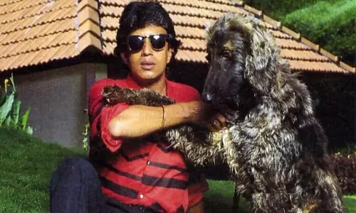 స్టార్ హీరో గొప్ప మనసు.. 116 కుక్కల కోసం మాన్షన్ బహుమతి..విలువ ఎంతంటే?