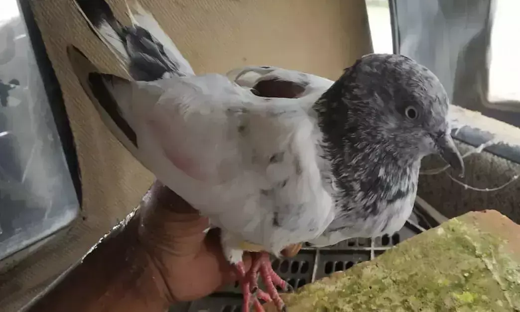 పావురం తెచ్చిన సందేశం.. సరిహద్దుల్లో హైఅలర్ట్...