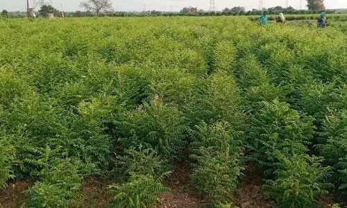 ఏపీలో కరివేపాకు ఎగుమతులతో రూ.100 కోట్ల ఆదాయం