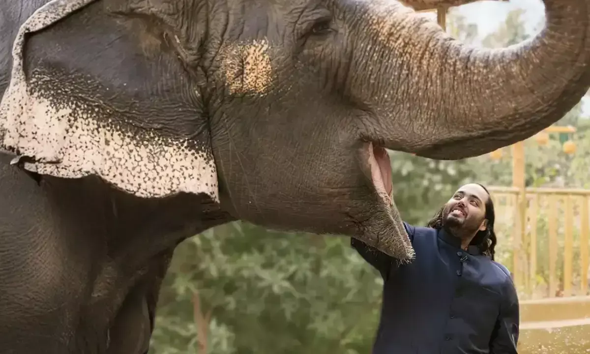 అనంత్ అంబానీ వంతారా కేంద్రంపై సుప్రీంకోర్ట్ విచారణ.. అక్రమంగా బంధిస్తున్నారంటూ!